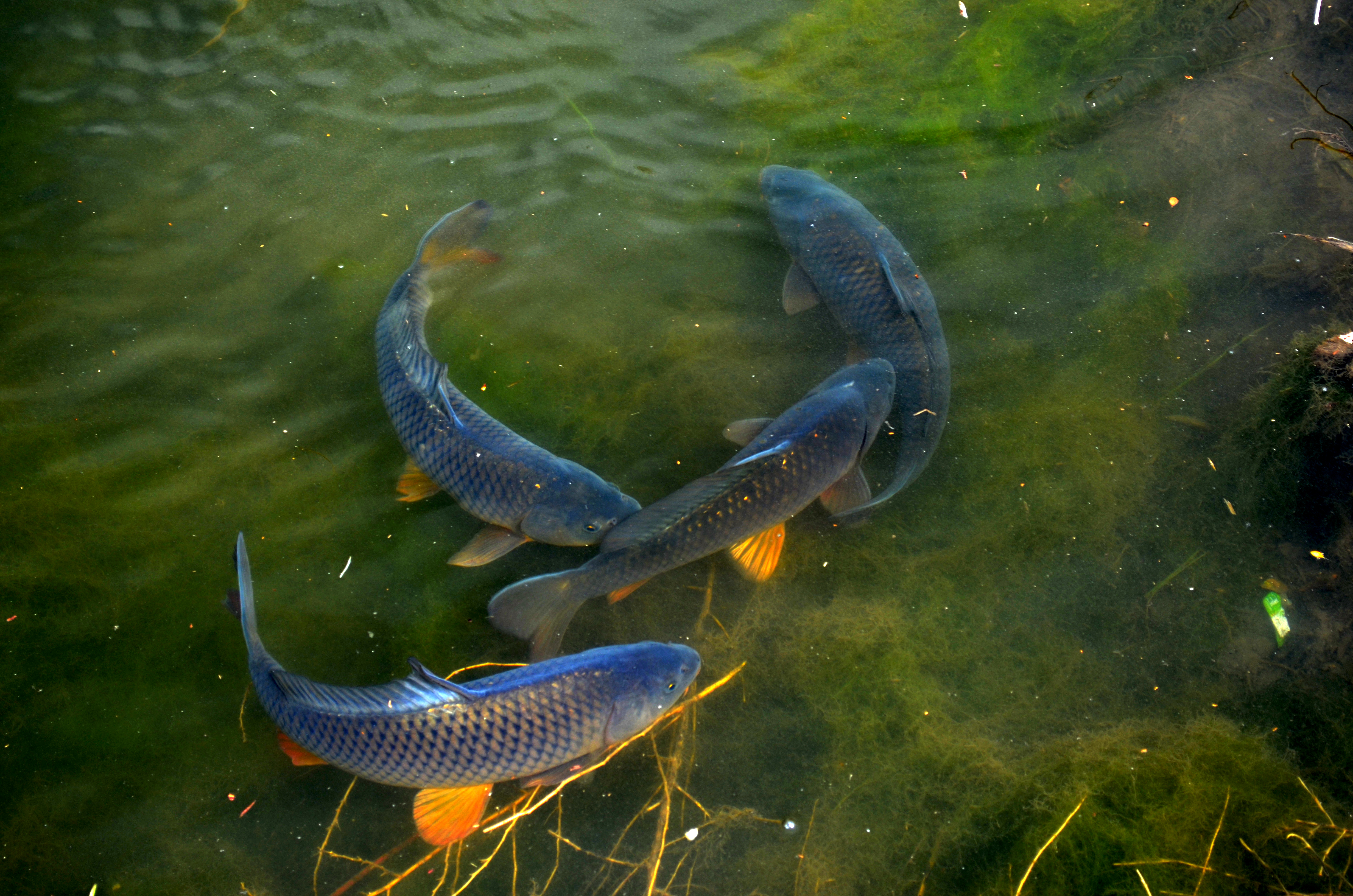 Какие рыбы плавают. Рыба в реке. Рыба в озере. Рыба в речке. Рыбы в пруду.
